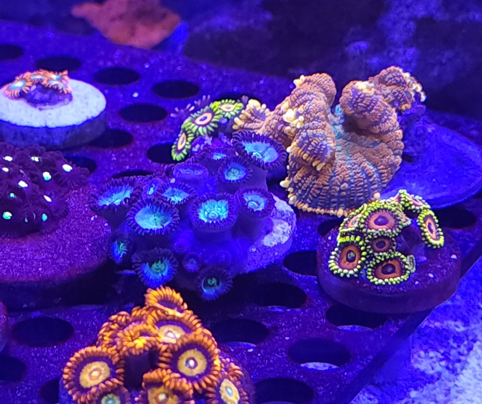 The Hidden Reasons Corals Decline in “Perfect” Reef&nbsp;Tanks