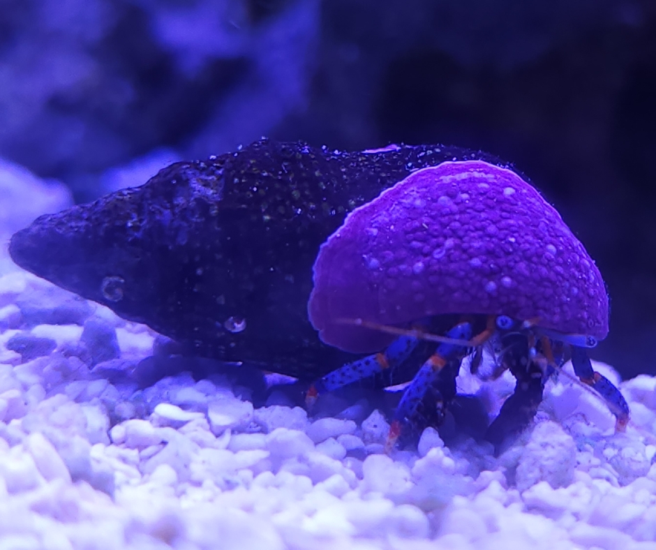 Building a Powerful Reef Tank Cleanup Crew – Reef Rookies