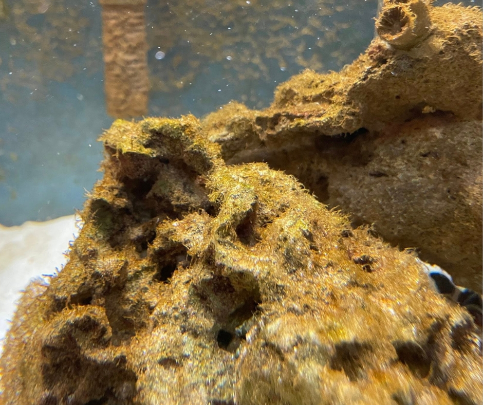 Beginner’s Guide to The Importance of Dinoflagellate Management and&nbsp;Identification