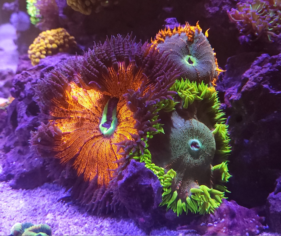 When the Cycle Stops: Diagnosing a Stalled Nitrogen Cycle In a Saltwater&nbsp;Aquarium